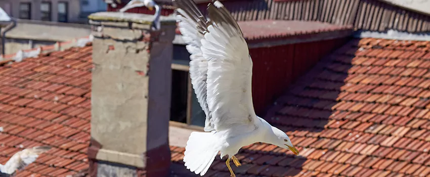 Residential Chimney Animal Removal Solution in Hunters Creek, FL