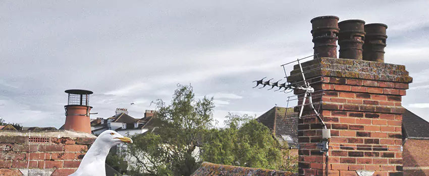 Chimney Cleaning And Restoration in Hunters Creek, Florida